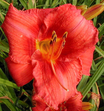 Photo of SENECA CORAL SONG